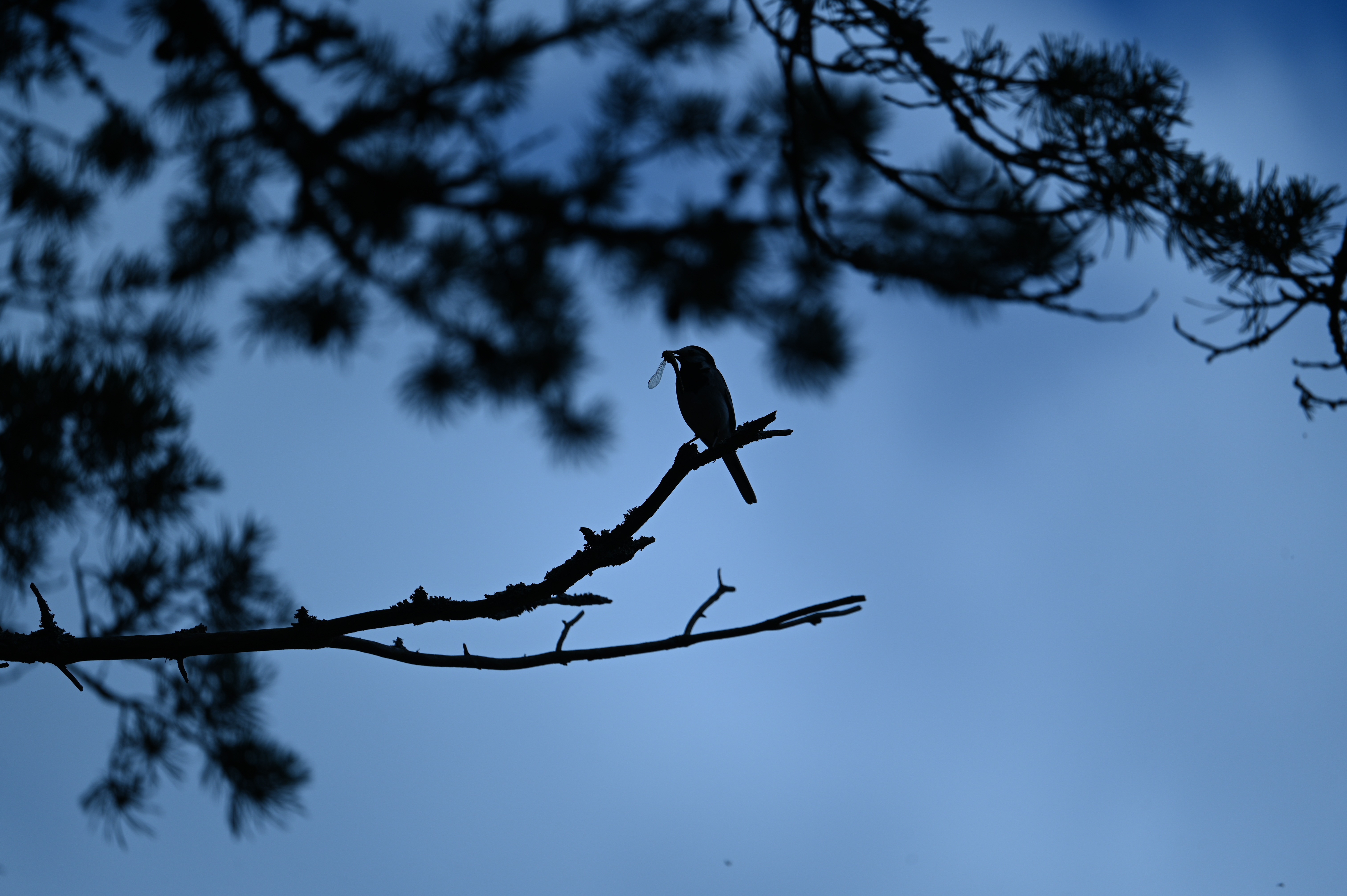 2025/07/09-14 - trip/DSC_0368.JPG